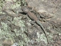 Lizard